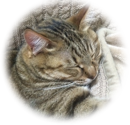 猫の写真